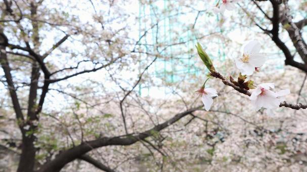 桜の木 桜の木の写真