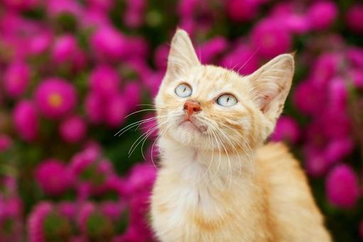 ペットの猫 ペットの猫 猫,にゃんこ,ペットの写真素材