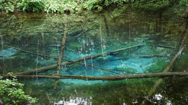 神の子池に沈む倒木 神の子池に沈む倒木の写真