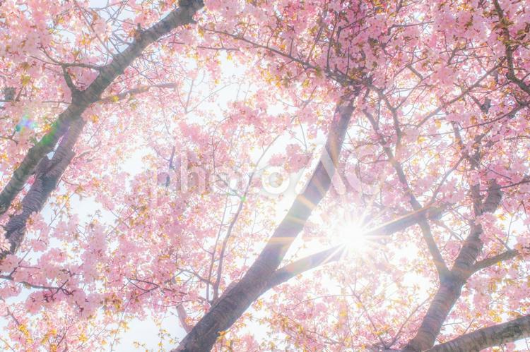 桜と木漏れ日 桜,木漏れ日,サクラの写真素材