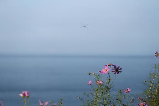 秋の海辺に咲くコスモスとトンボ 秋の海辺に咲くコスモスとトンボ コスモス,秋桜,花の写真素材