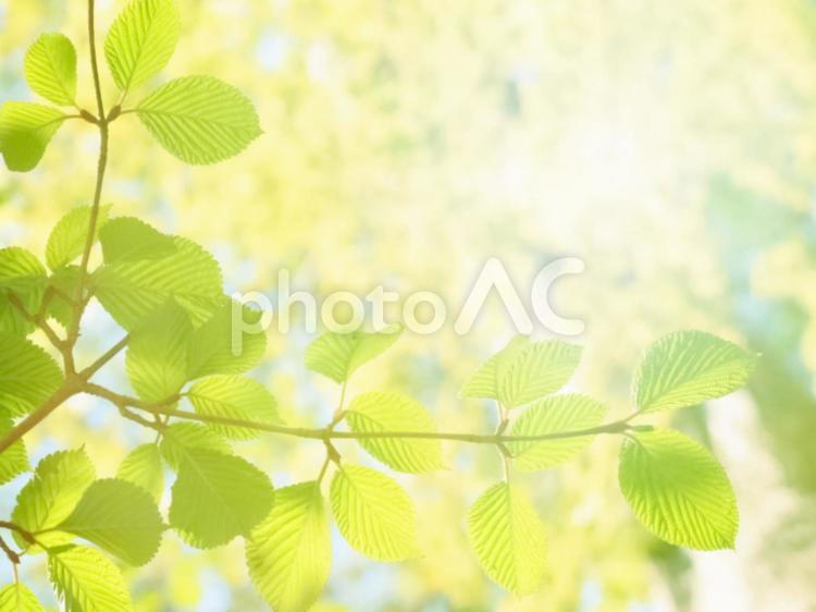 木漏れ日 葉っぱ,リーフ,緑の写真素材