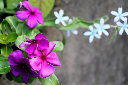 花 花 花,フレーム,シックな色合いの写真素材