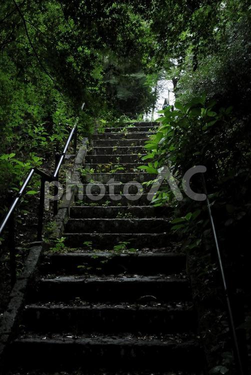 石の階段 雨,階段,緑の写真素材