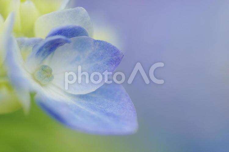 淡い世界 紫陽花,花,植物の写真素材