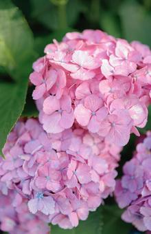 Hydrangea, JPG