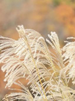 Photo, susuki, autumn, fall scenery, 