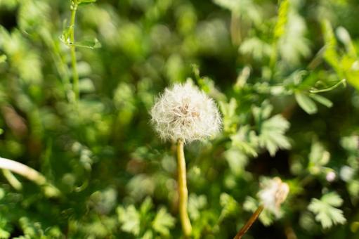 春の光とたんぽぽの綿毛① たんぽぽ,綿毛,植物の写真素材