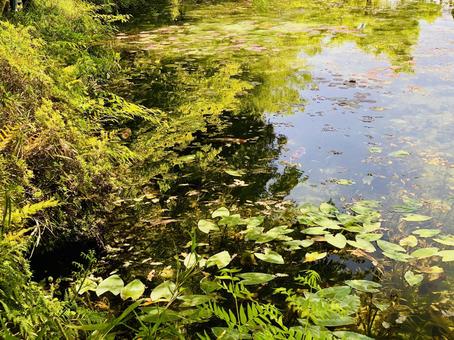 モネの池 モネの池の写真