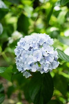 Hydrangea, JPG Hydrangea, JPG
