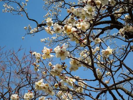 青空に咲く白梅 梅,白梅,花の写真素材
