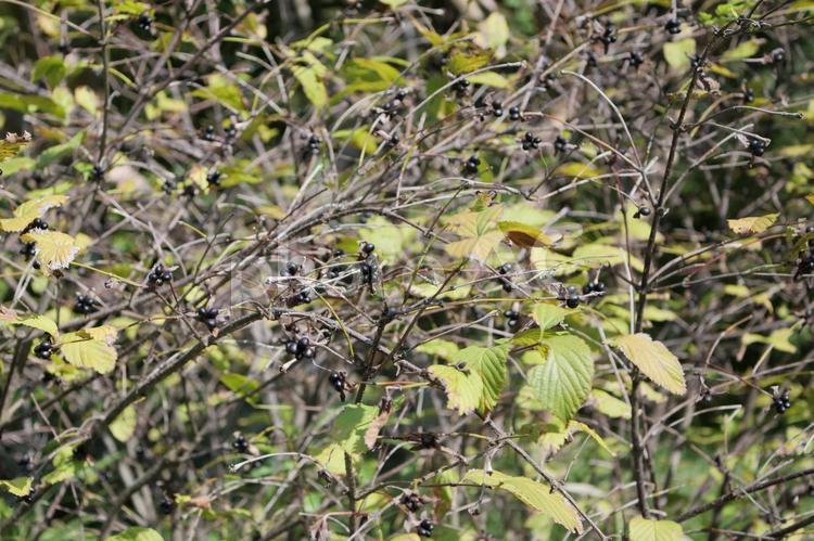 実を生したシロヤマブキ シロヤマブキ,実,黒いの写真素材