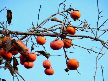 【風景写真】柿の実 柿,カキ,葉の写真素材