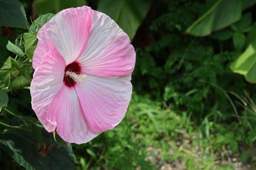 ピンクの花びらのアメリカフヨウの大きな花 ピンクの花びらのアメリカフヨウの大きな花の写真