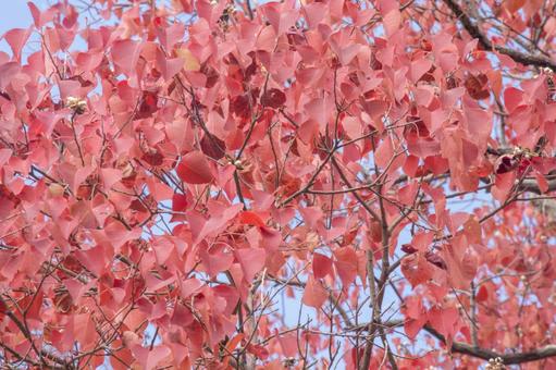 紅葉した木の葉のクローズアップ 紅葉,秋,木の葉の写真素材