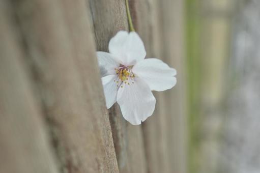 1輪の桜 1輪の桜の写真