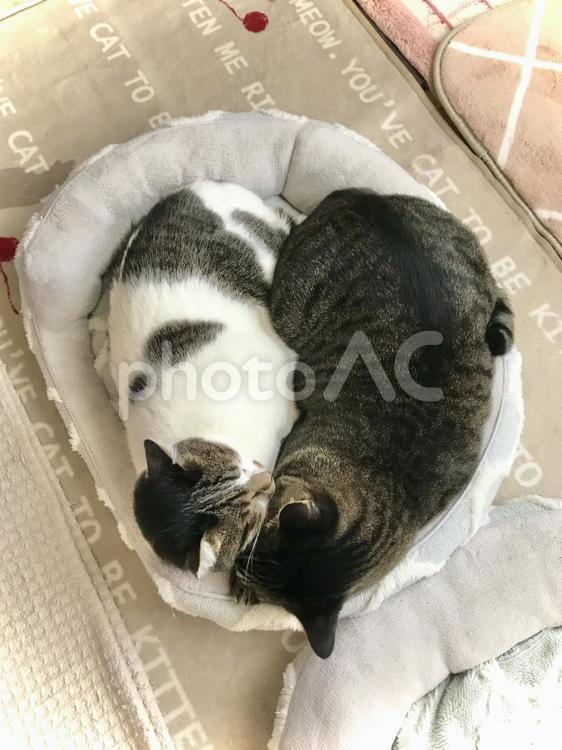 仲良く眠る2匹の猫ちゃん 猫,家猫,保護猫の写真素材