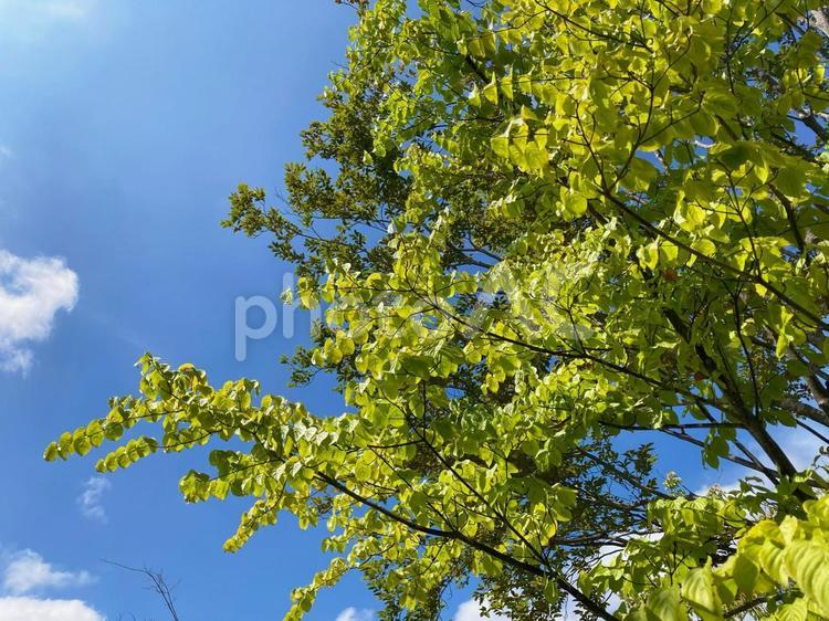 夏の青空と緑 夏,青,緑の写真素材
