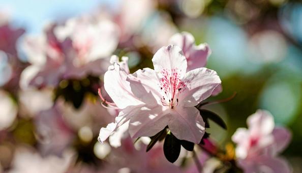 ツツジの花の写真