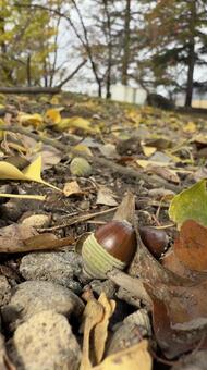 どんぐりの実と落ち葉 ドングリ,木の実,公園の写真素材
