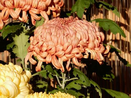 【風景写真】福山菊花展覧会の風景 キク,菊,菊花展の写真素材