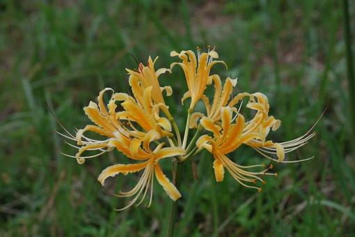 [Photo of cluster amaryllis] Scenery of cluster amaryllis blooming, JPG