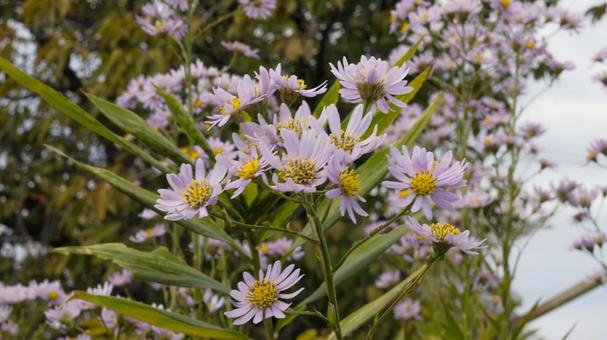 【花の写真】紫苑（シオン）の写真