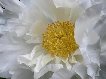 Photo, peony, button, white, 