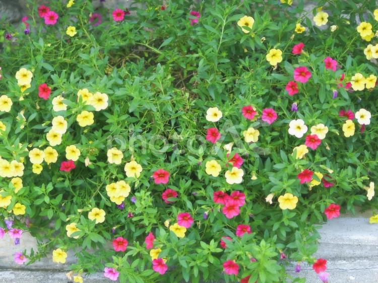 黄色とピンクの小さな花 ピンクの花,黄色い花,小さい花の写真素材