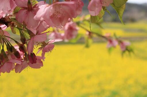 桜と菜の花の写真