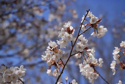桜 桜の写真