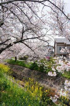 Photo, cherry blossoms, spring, landscape, 