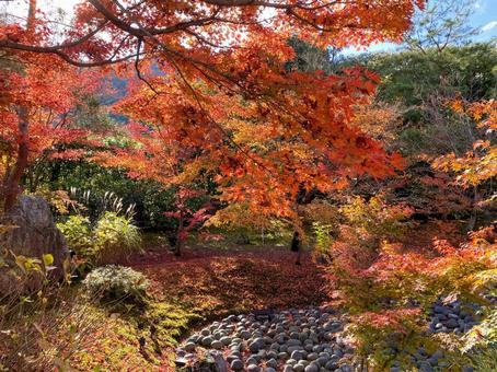 天龍寺のもみじ 天龍寺のもみじの写真