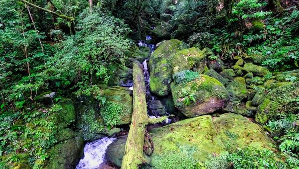 屋久島の森で発見したこけ 屋久島,世界遺産,植物の写真素材