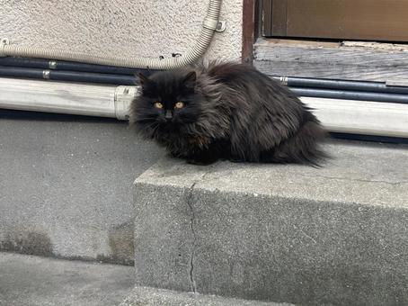 Photo, cat, roof, to relax, 