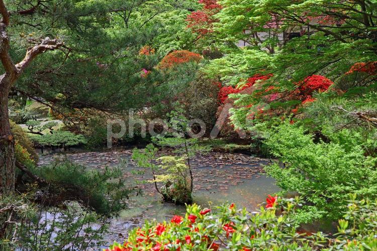 旅行や春のイメージ 春,旅,旅行の写真素材