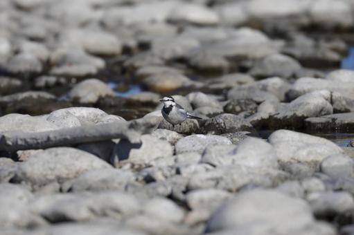 河原のハクセキレイ 河原のハクセキレイの写真