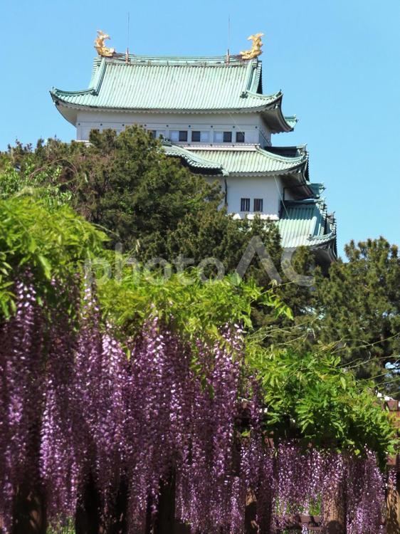 名古屋城　天守閣と満開の藤 名古屋城,天守閣,天守の写真素材