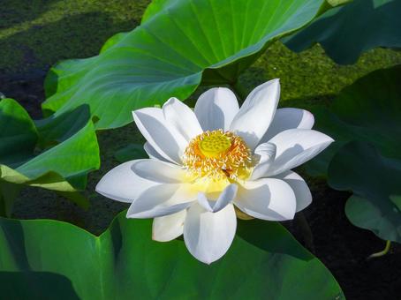 白い蓮根の花 蓮根,花,夏の写真素材