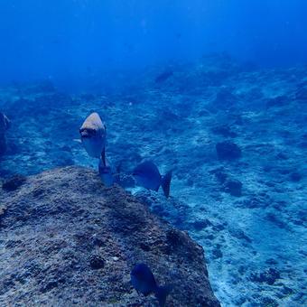 イスズミ(正方形サイズ) イスズミ,魚,サンゴ礁の写真素材