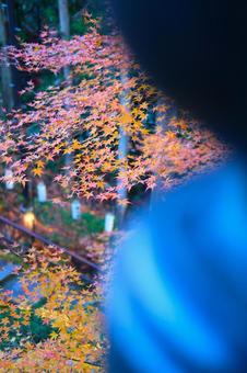 紅葉 紅葉の写真