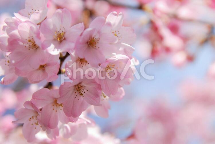 桃色の桜と青空② 桜,春,桜の木の写真素材