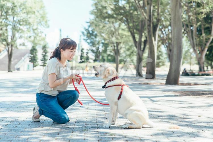犬の散歩をする女性 犬,犬の散歩,散歩の写真素材