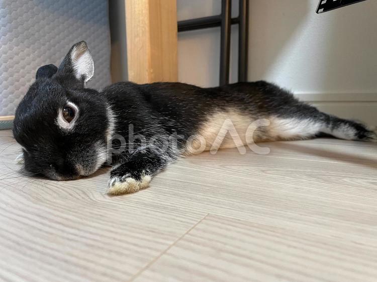 ぺたんと寝ている黒うさぎ うさぎ,ウサギ,黒うさぎの写真素材