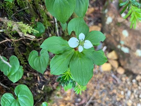 山の花 山の花の写真
