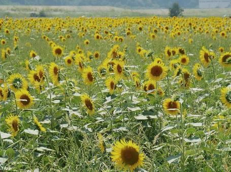 【花の写真】ひまわり畑の写真