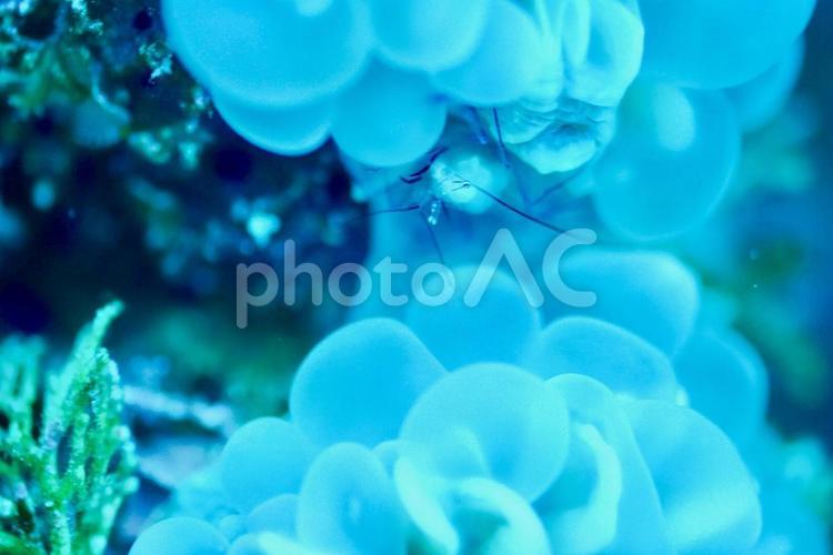 エビと卵 エビ,卵,たまごの写真素材