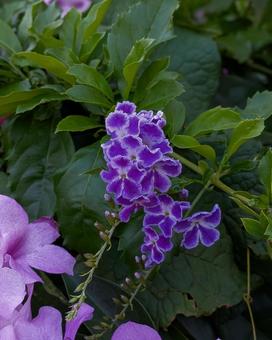 デュランタの優雅な房 自然,flower,鮮やかの写真素材