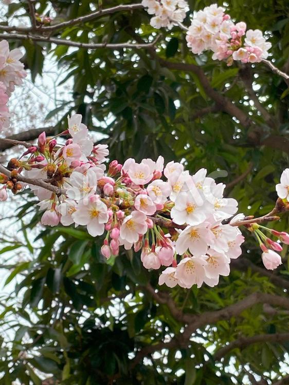 つぼみのある桜 桜,サクラ,さくらの写真素材