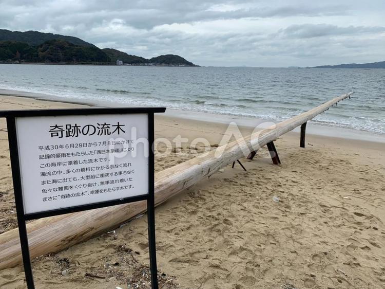 福岡　糸島　 奇跡の流木,流木,海の写真素材